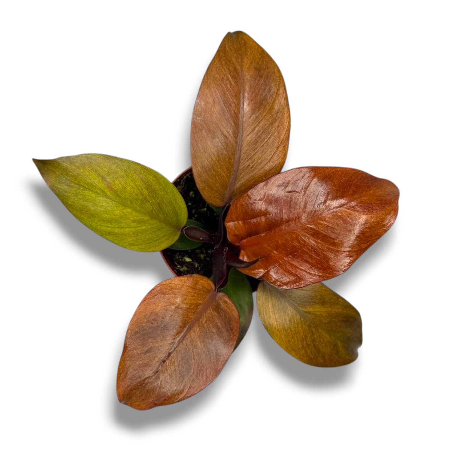 filodendron makkolli final