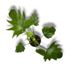 Филодендрон Варшевича купить