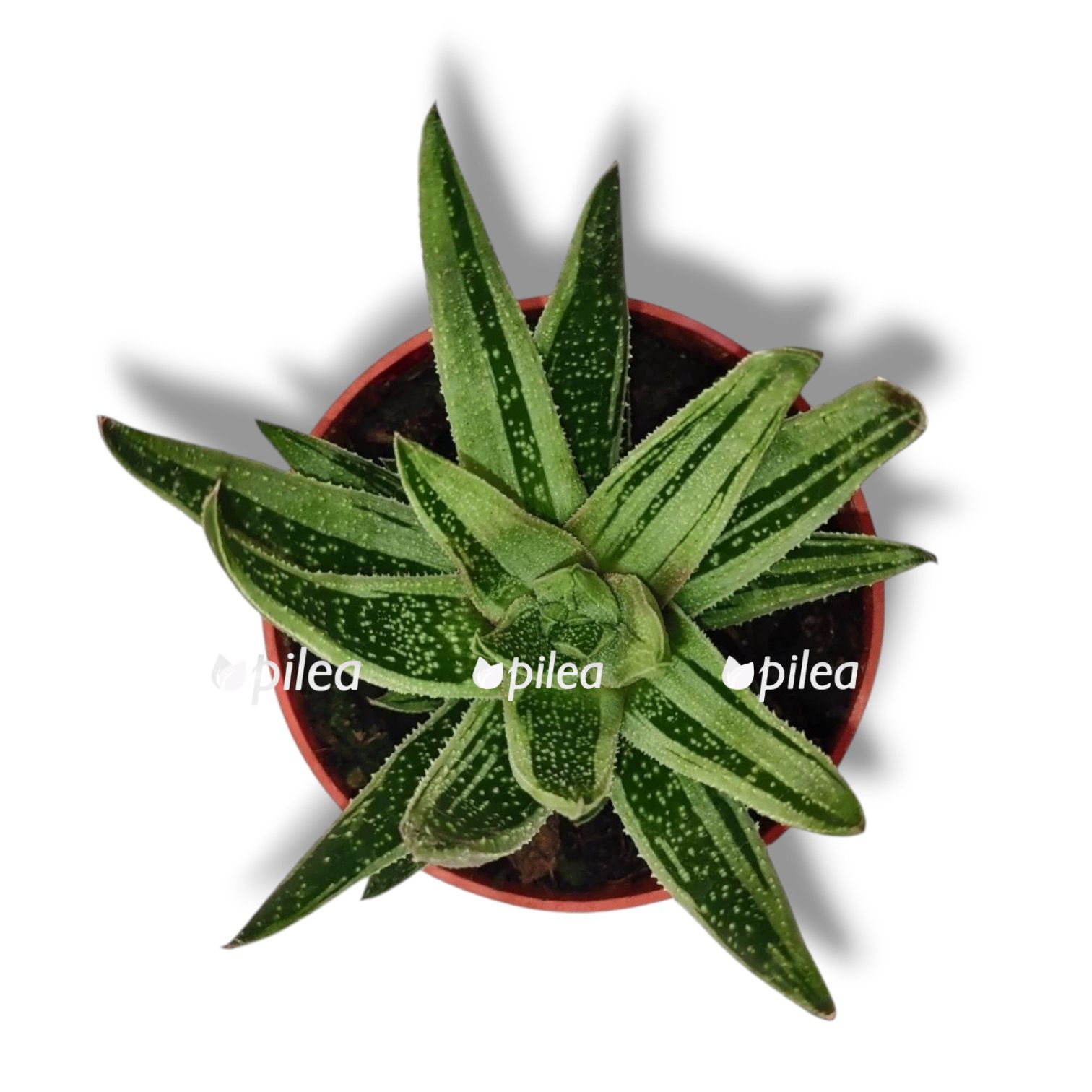 Гастерия Калейдоскоп купить