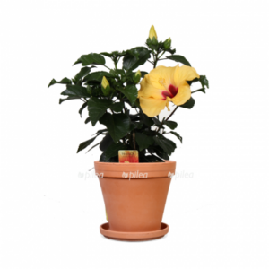 Гибискус штамб 13 hib solar 17 stan.psdlaag 3 1024x1024 1 400x400 1