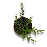 hojya engleriana 4