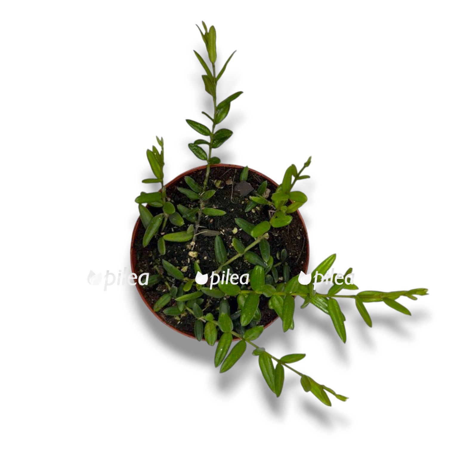 hojya-engleriana hojya engleriana 4