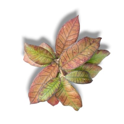 Хойя Гунинг Гадинг купить