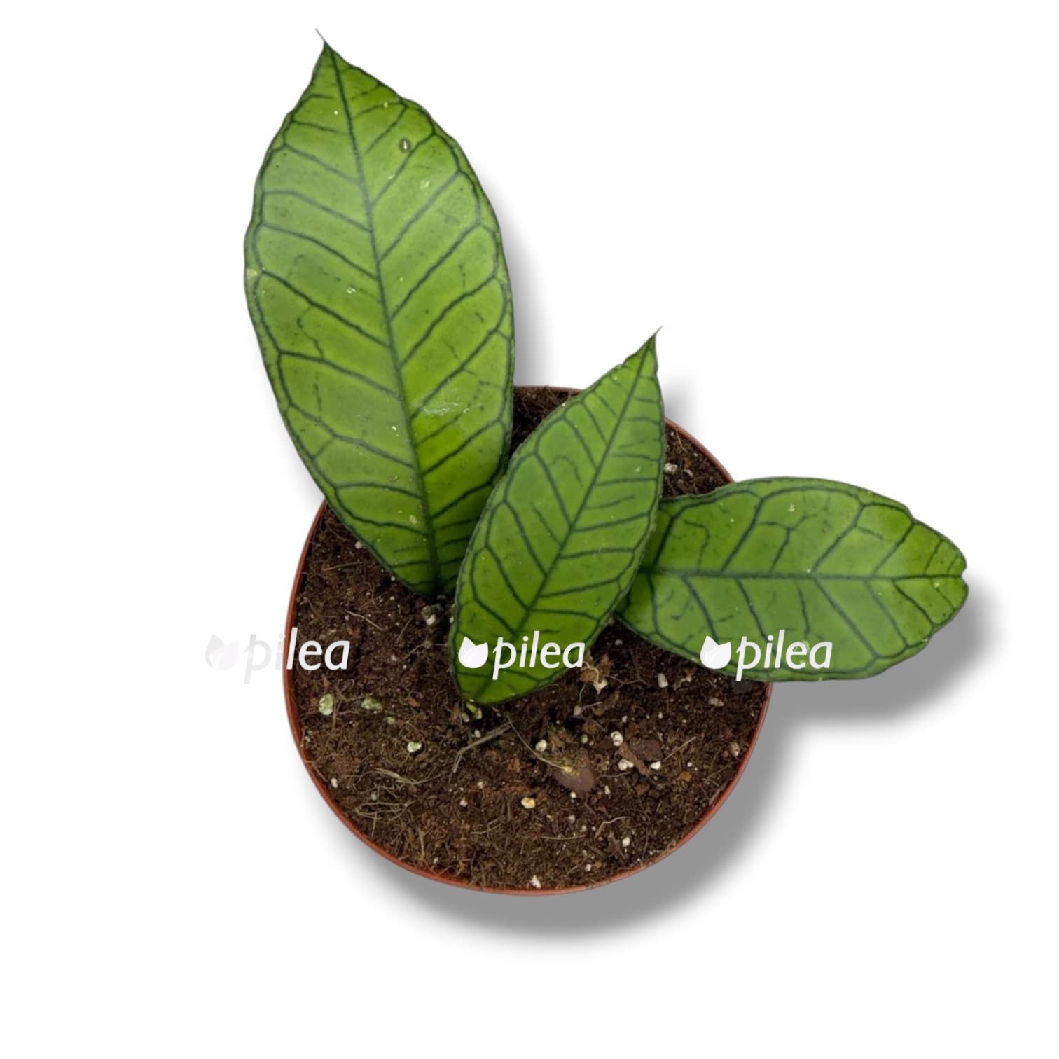 Хойя Гунинг Гадинг купить