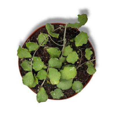 Хойя Каньякумариана купить