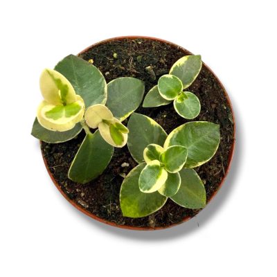 Хойя Куммингиана Вариегата купить
