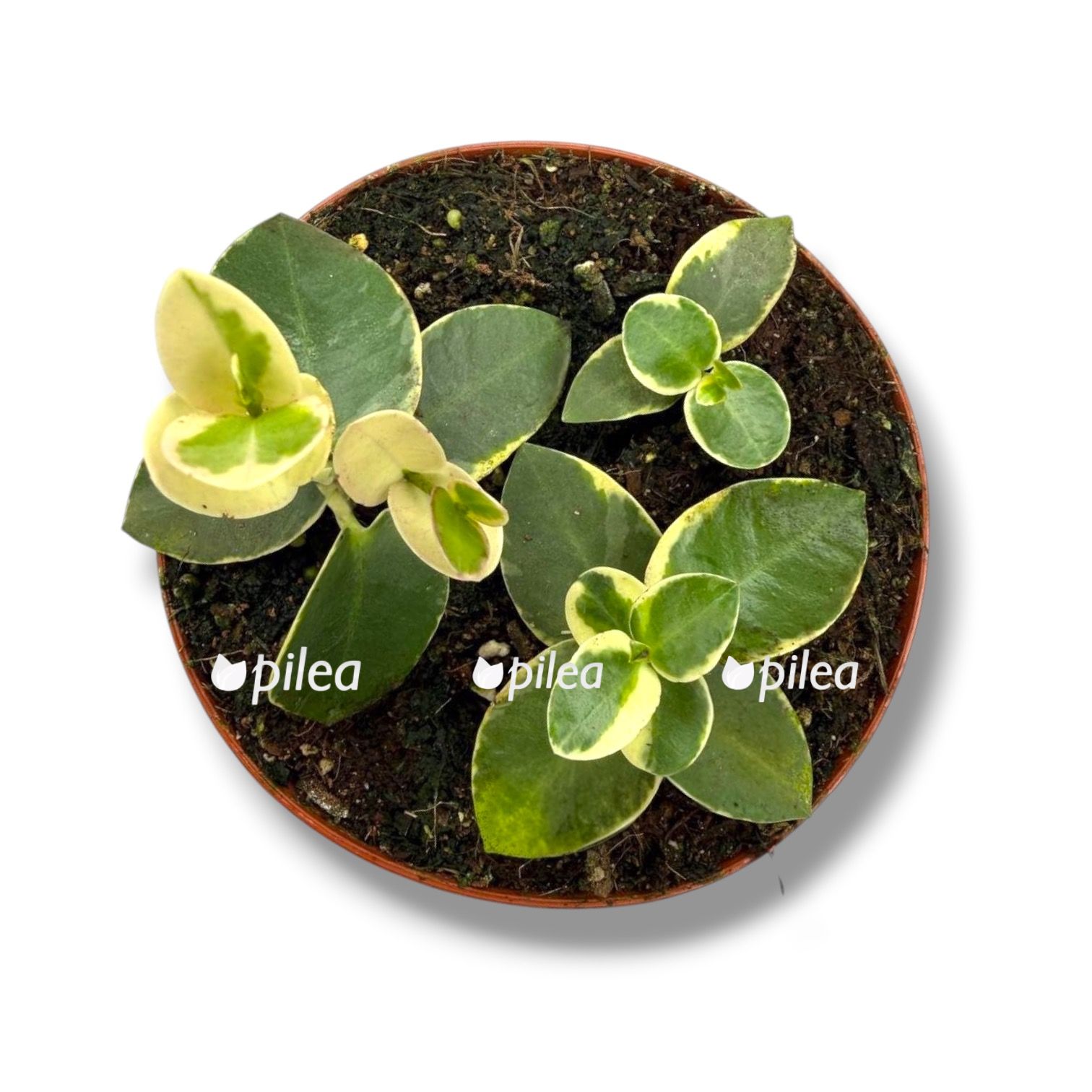 Хойя Куммингиана Вариегата купить