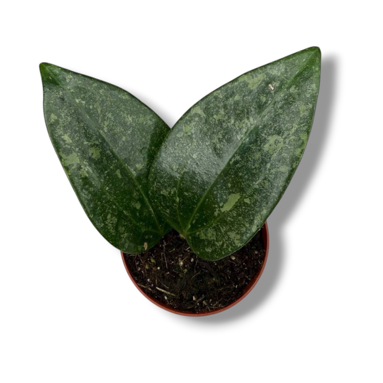 Хойя Римба Перак купить