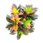 Кодиеум Миссис Айстон бранч купить
