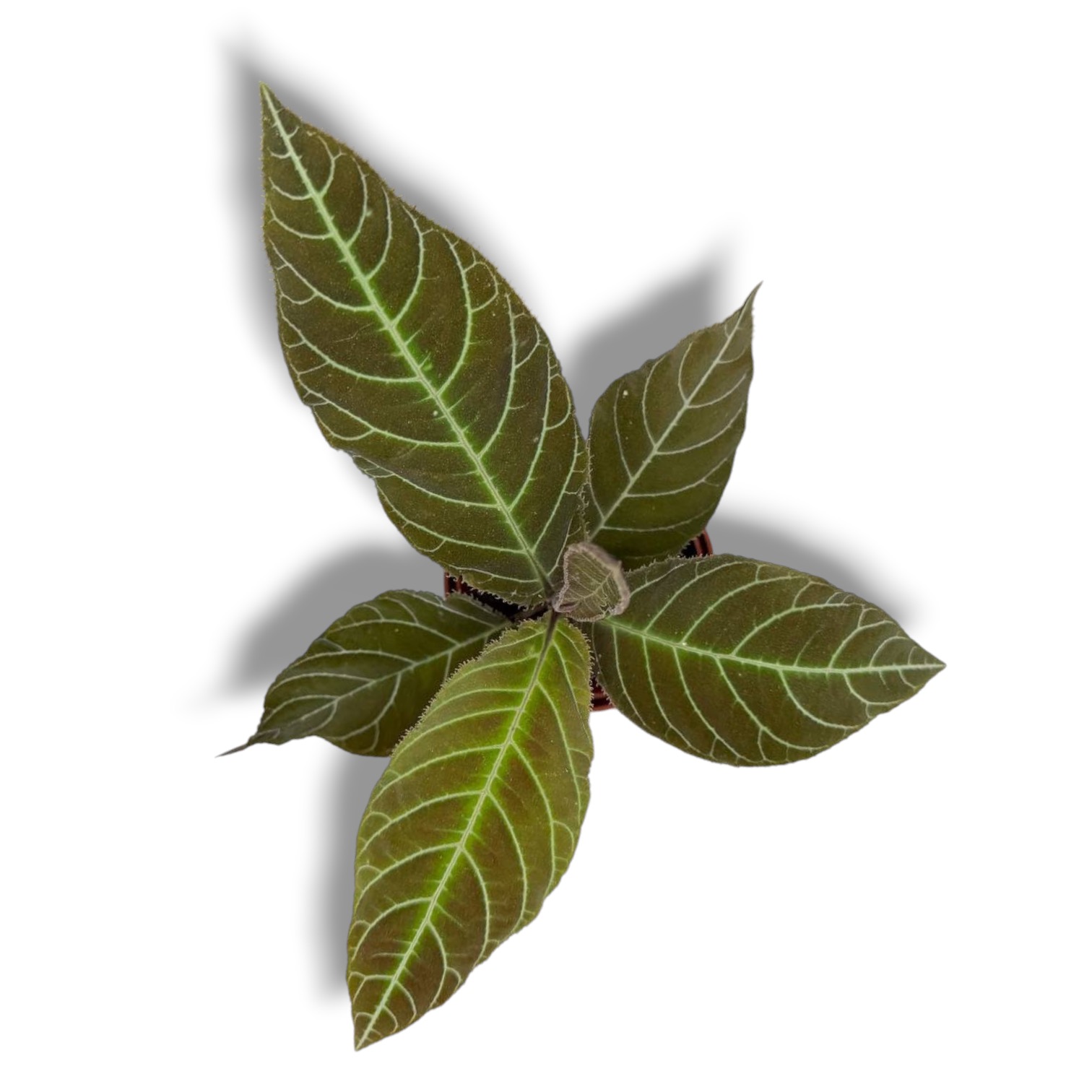 Лабизия Гигантифолия купить