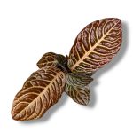 Лабизия Зебра купить