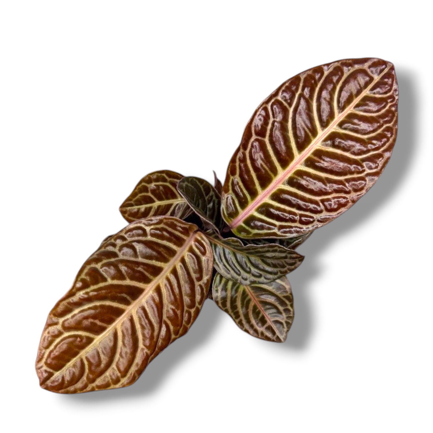 Лабизия Зебра купить