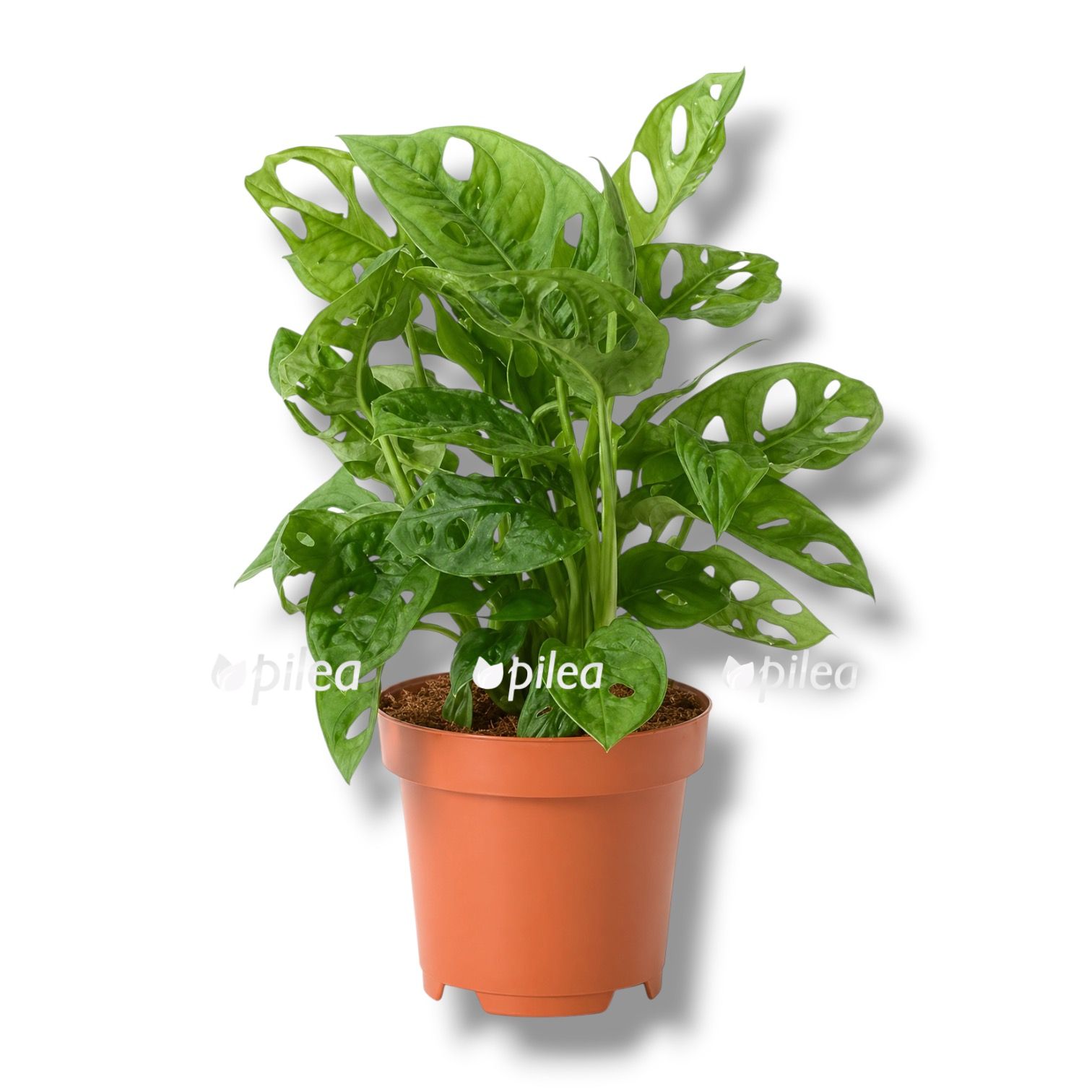 Монстера Манки Маск Монстера Манки Маск купить