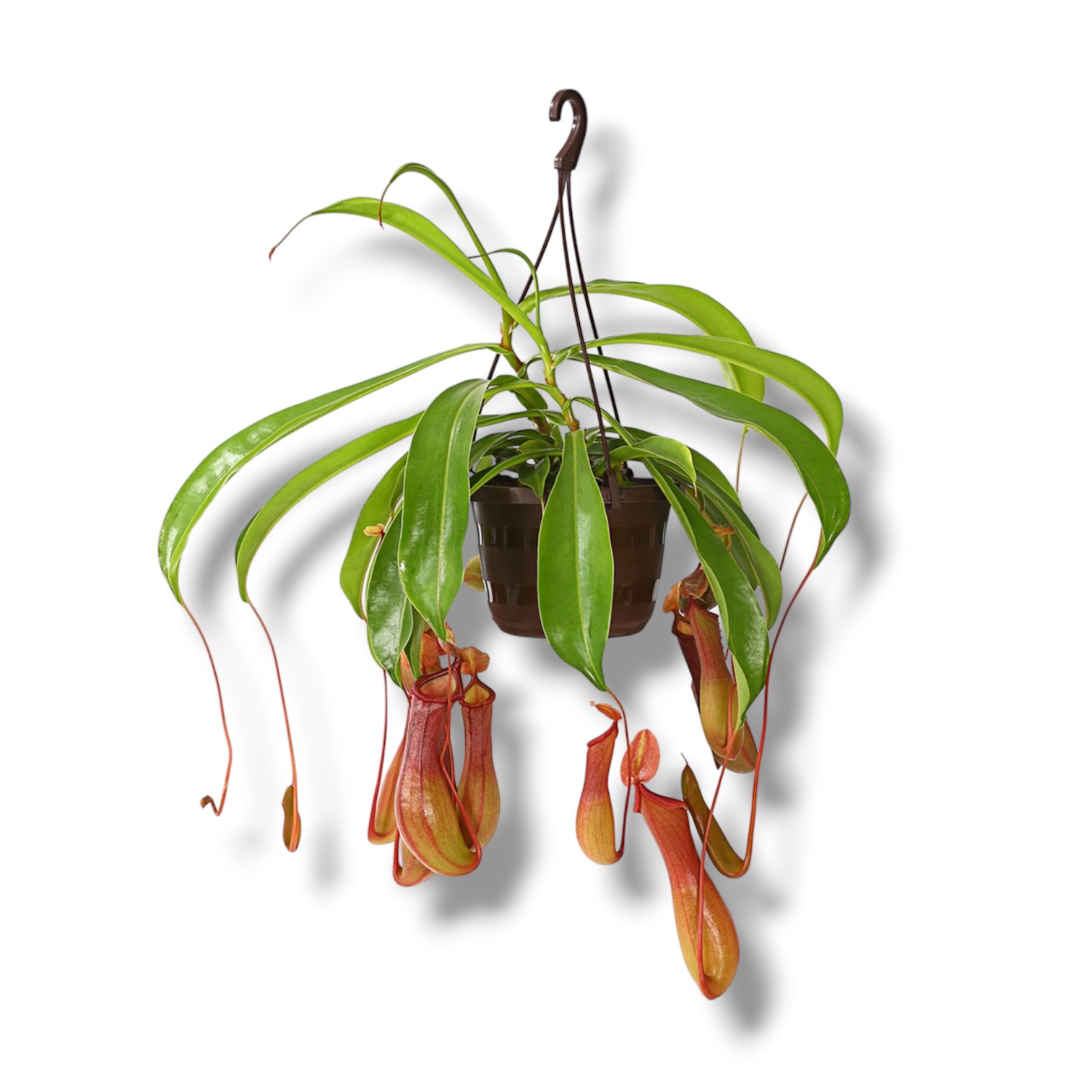 Непентес Алата купить