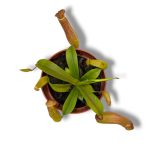 Непентес Блади Мэри купить