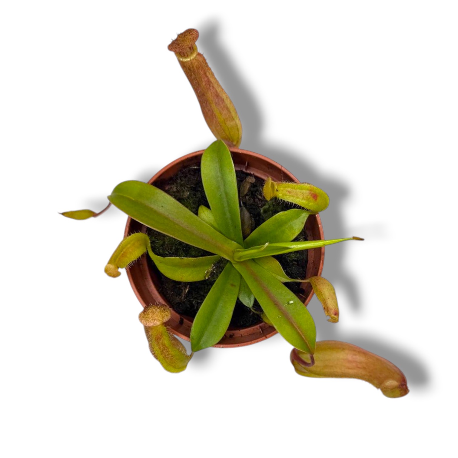 Непентес Блади Мэри купить