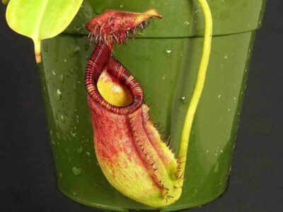 Непентес Алата 14/35 9 nepentis