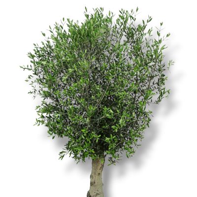 Олива Европейская штамб купить