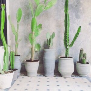 Опунция Инамоена Бранч 14/30 29 opuncia