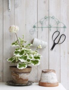 pelargonia