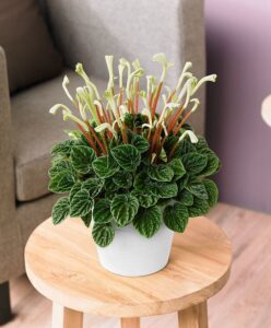 Пеперомия Пепперспот 6/10 30 peperomia