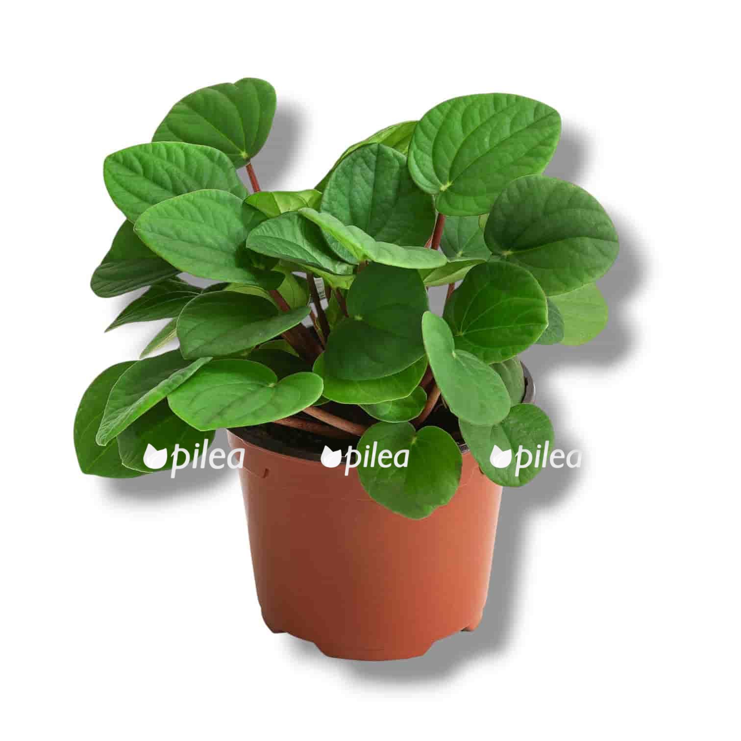 Пеперомия Альбовиттата Рана Верде Пеперомия Альбовиттата Рана Верде купить