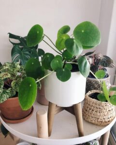 Пилея Кадиери 18 pilea img