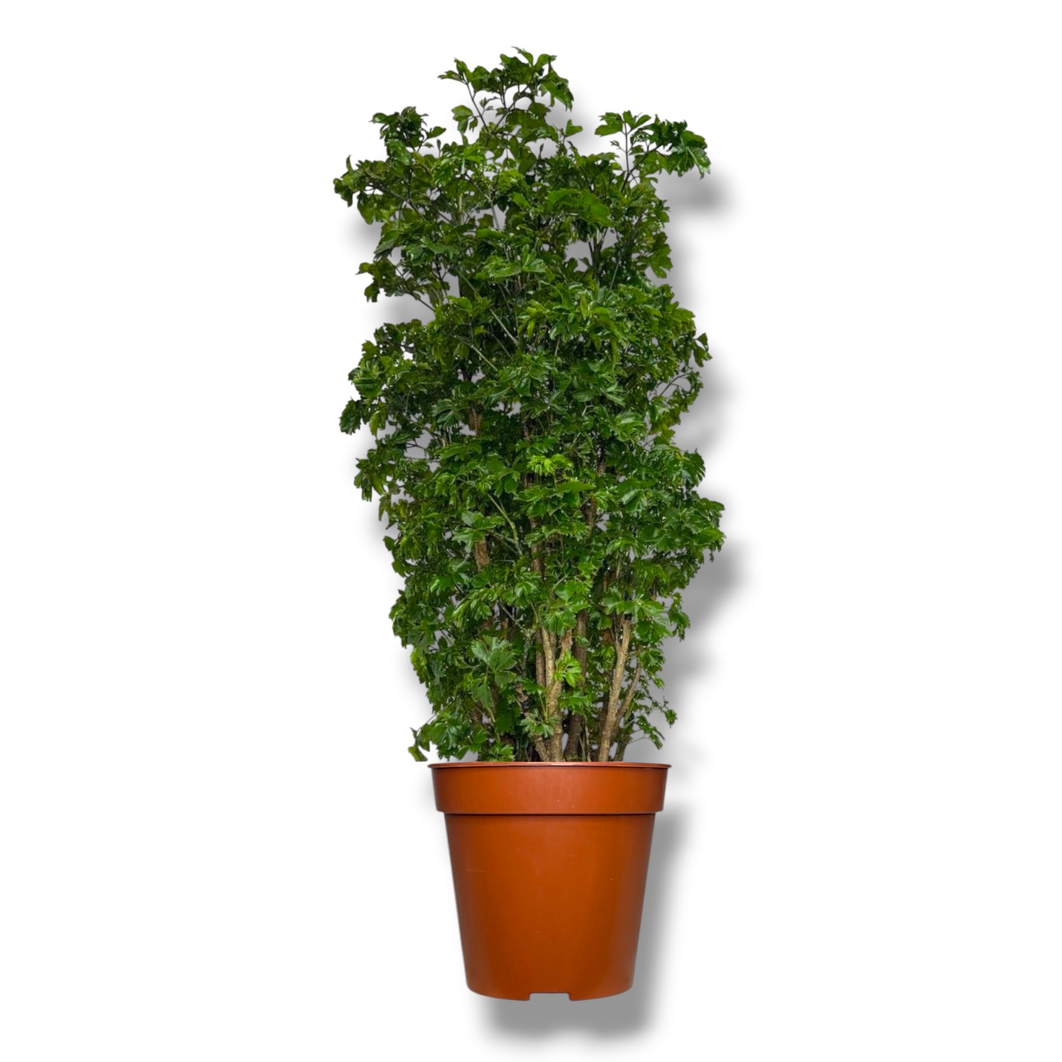 Полисциас Робле купить