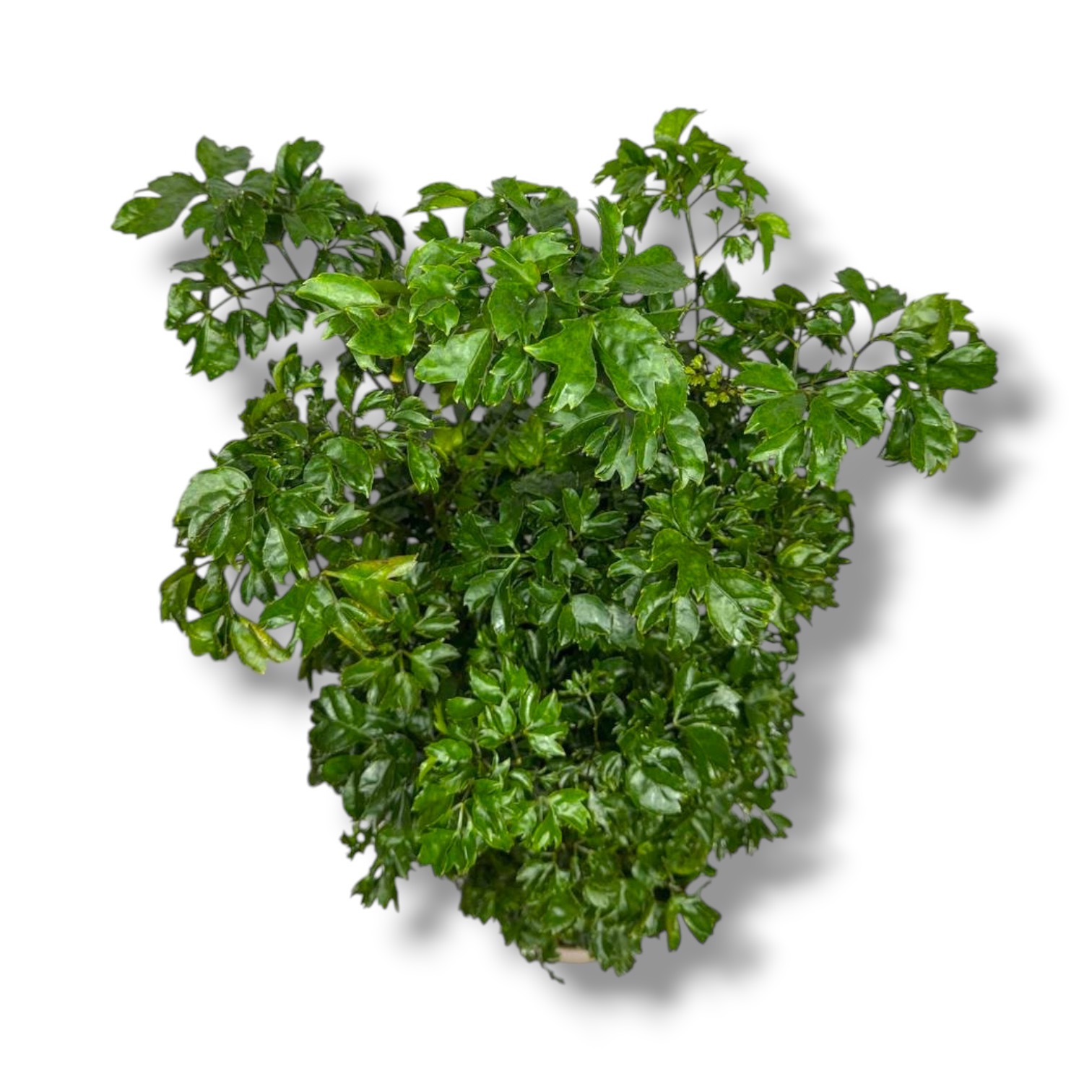 Полисциас Робле купить