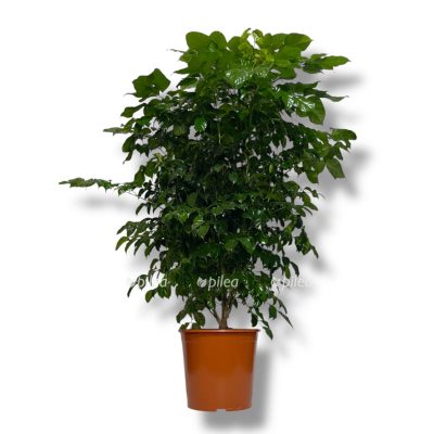 Радермахера Китайская купить