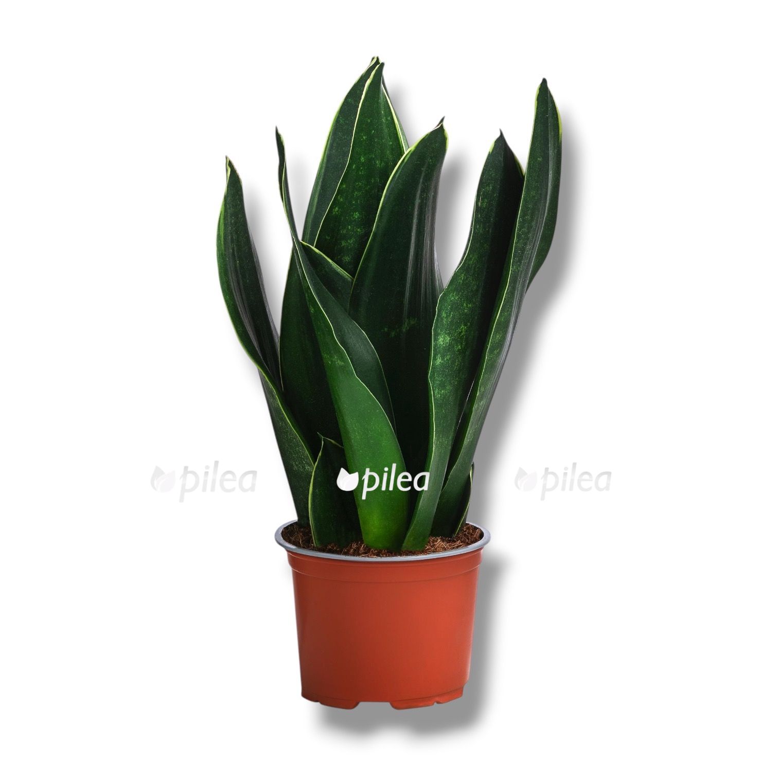 Сансевиерия Блэк Даймонд купить