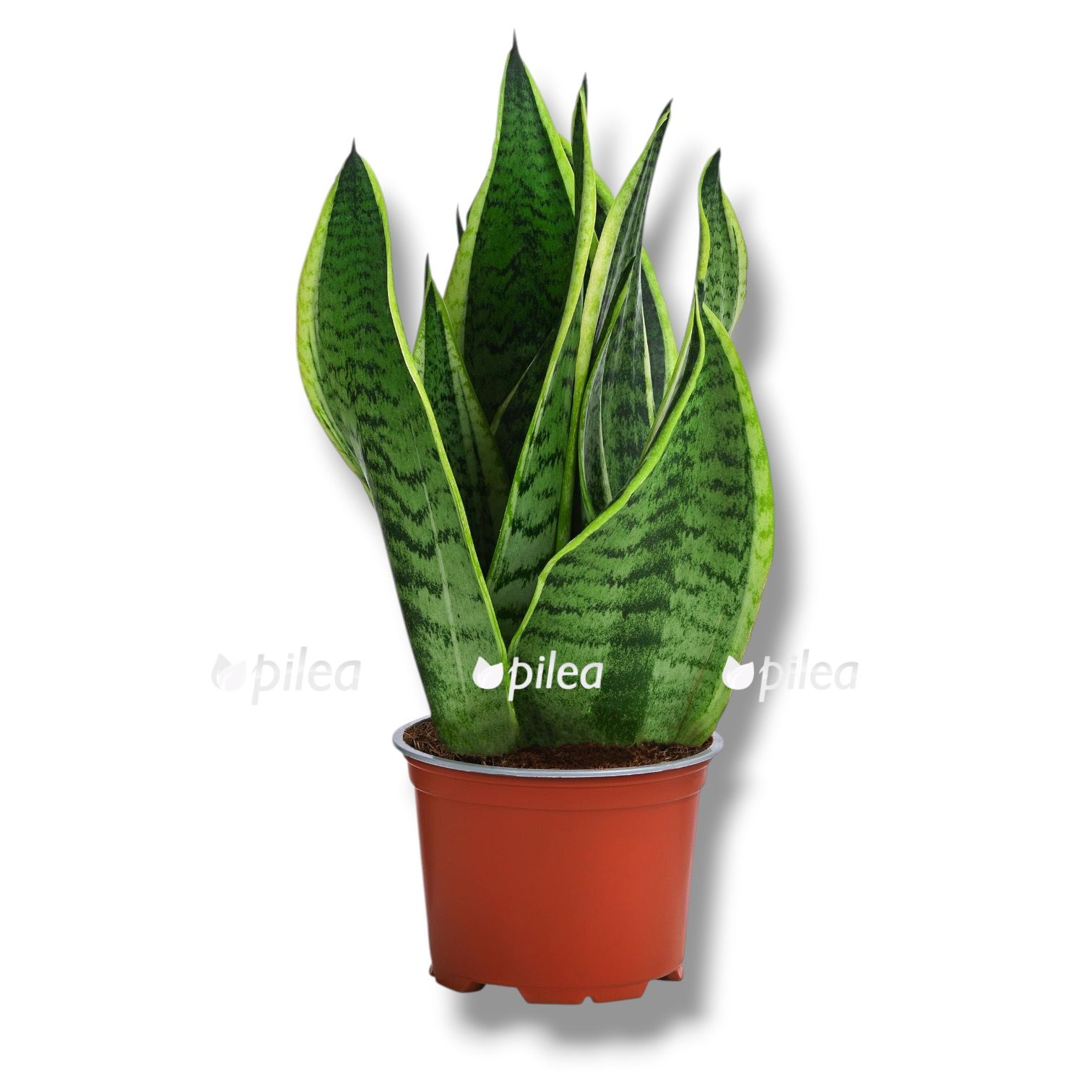 Сансевиерия Футура Суперба купить