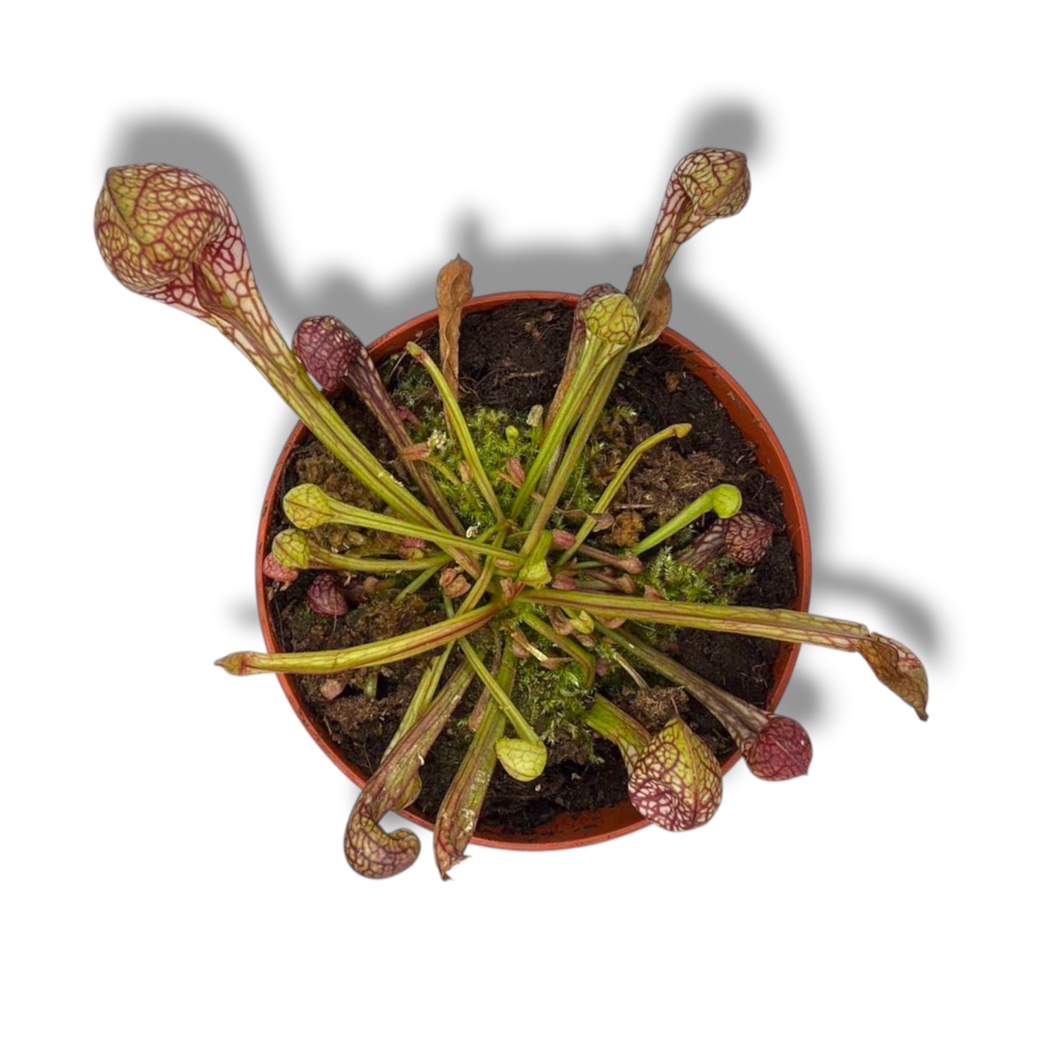 Саррацения Пситтацина купить