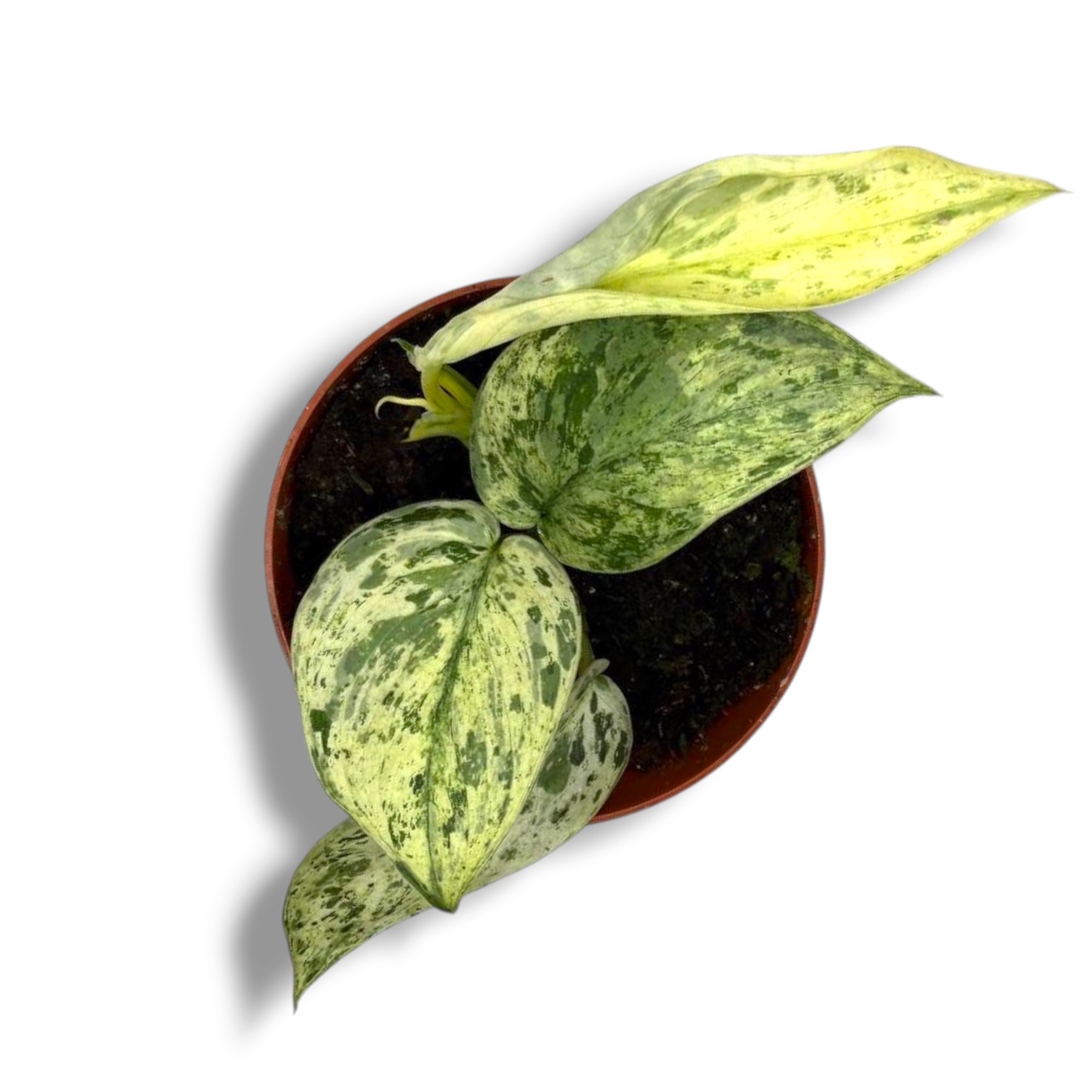 Сциндапсус Джейд Сатин Марбл купить