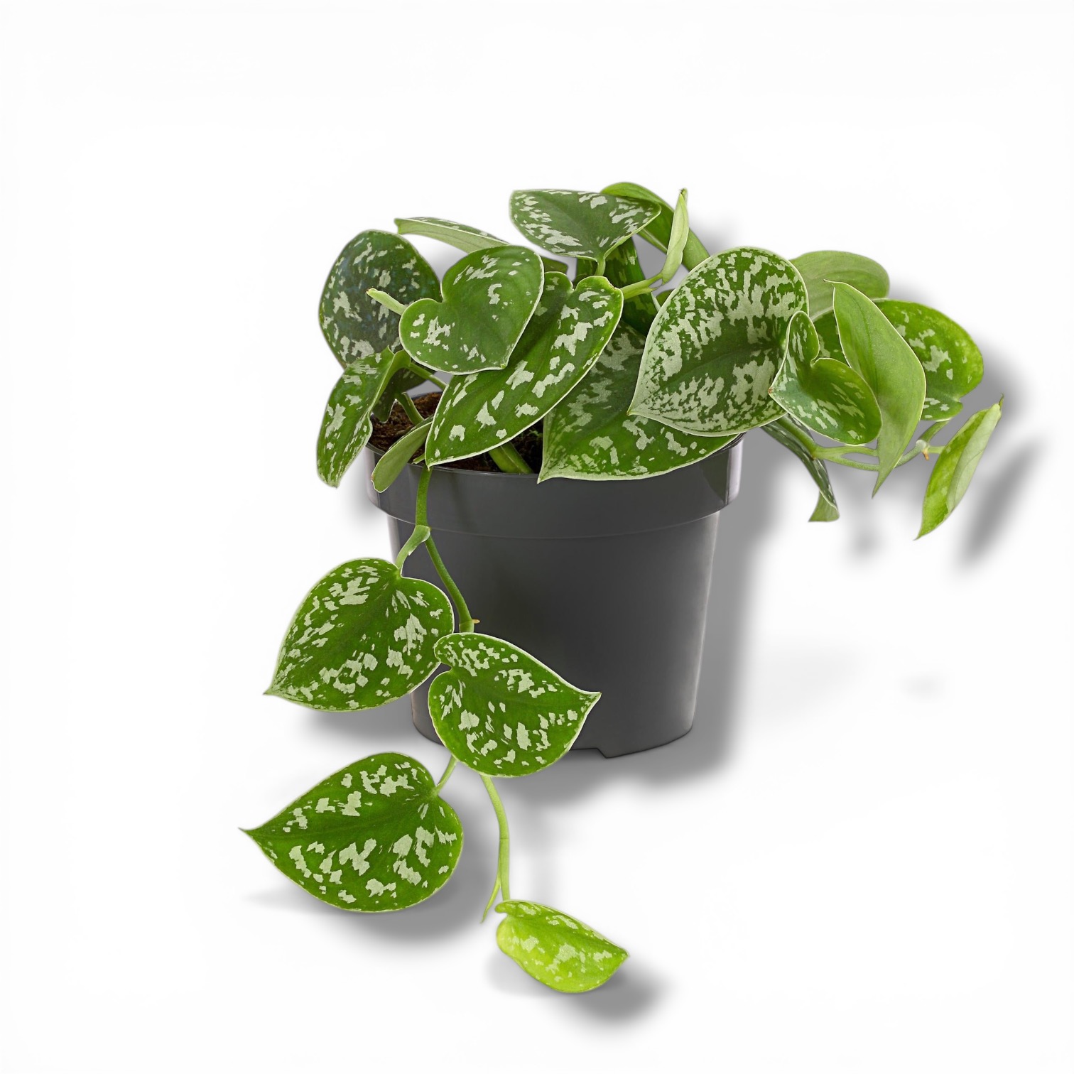 Сциндапсус Пиктум Аргиреус купить