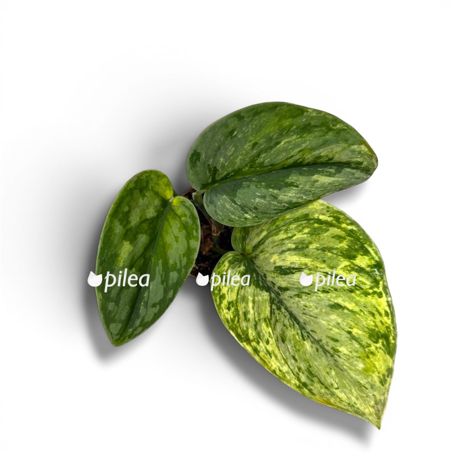 Сциндапсус Тройба Триколор Сциндапсус Тройба Триколор купить