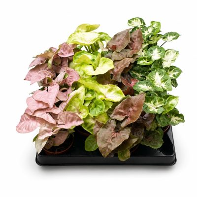 Сингониум Микс Мини купить