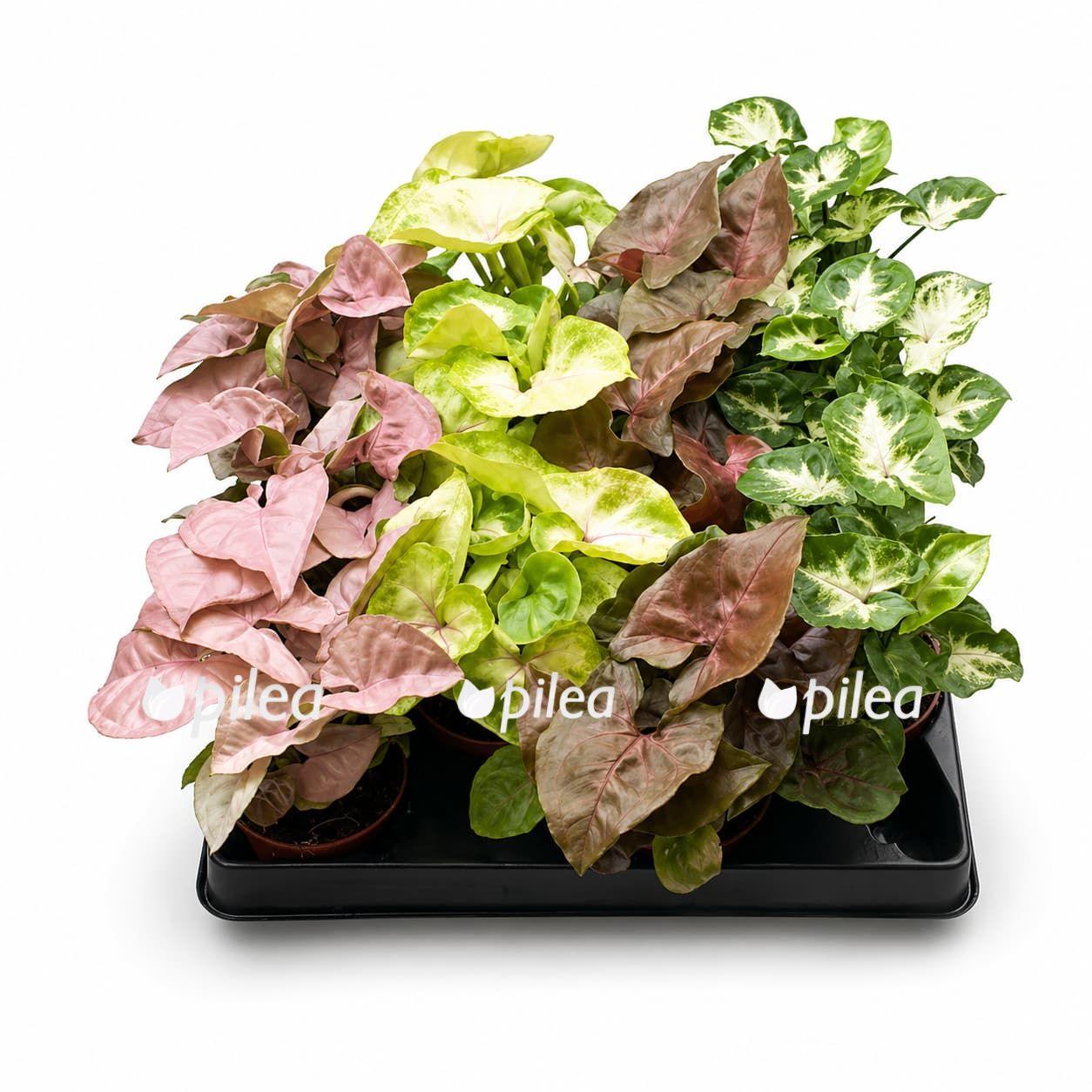 Сингониум Микс Мини купить