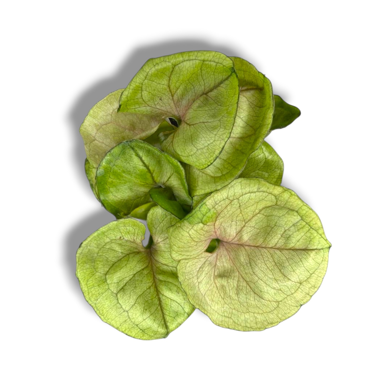 Сингониум Роксанна купить