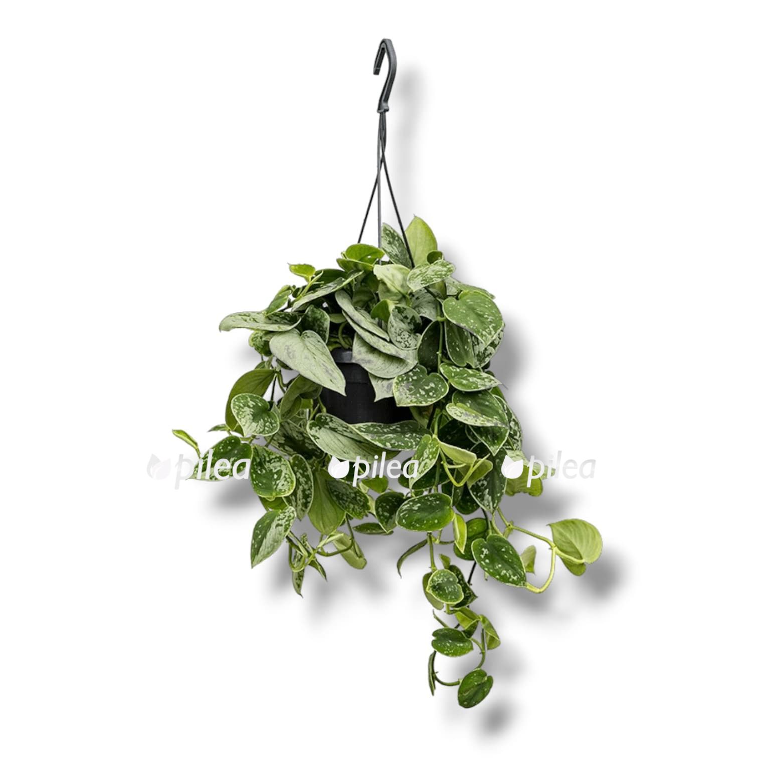 Сциндапсус Аргиреус подвесной Сциндапсус Аргиреус подвесной купить