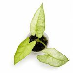 Алоказия Мишольца Минт купить