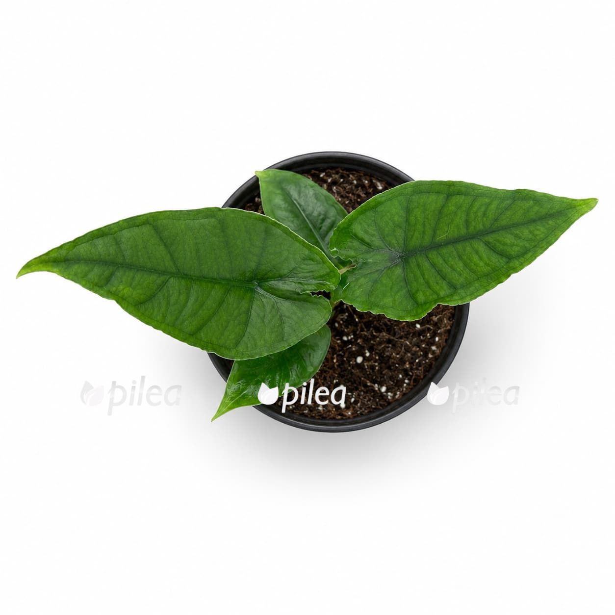 alocasia-olanii Алоказия Олани купить