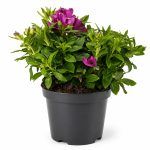 alstroemeria mix