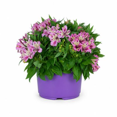 alstroemeria mix 1