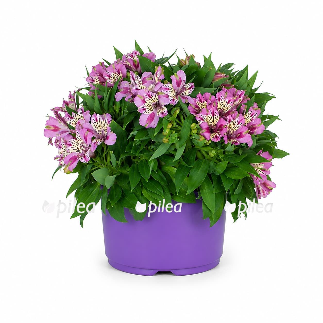 alstroemeria-mix alstroemeria mix 1