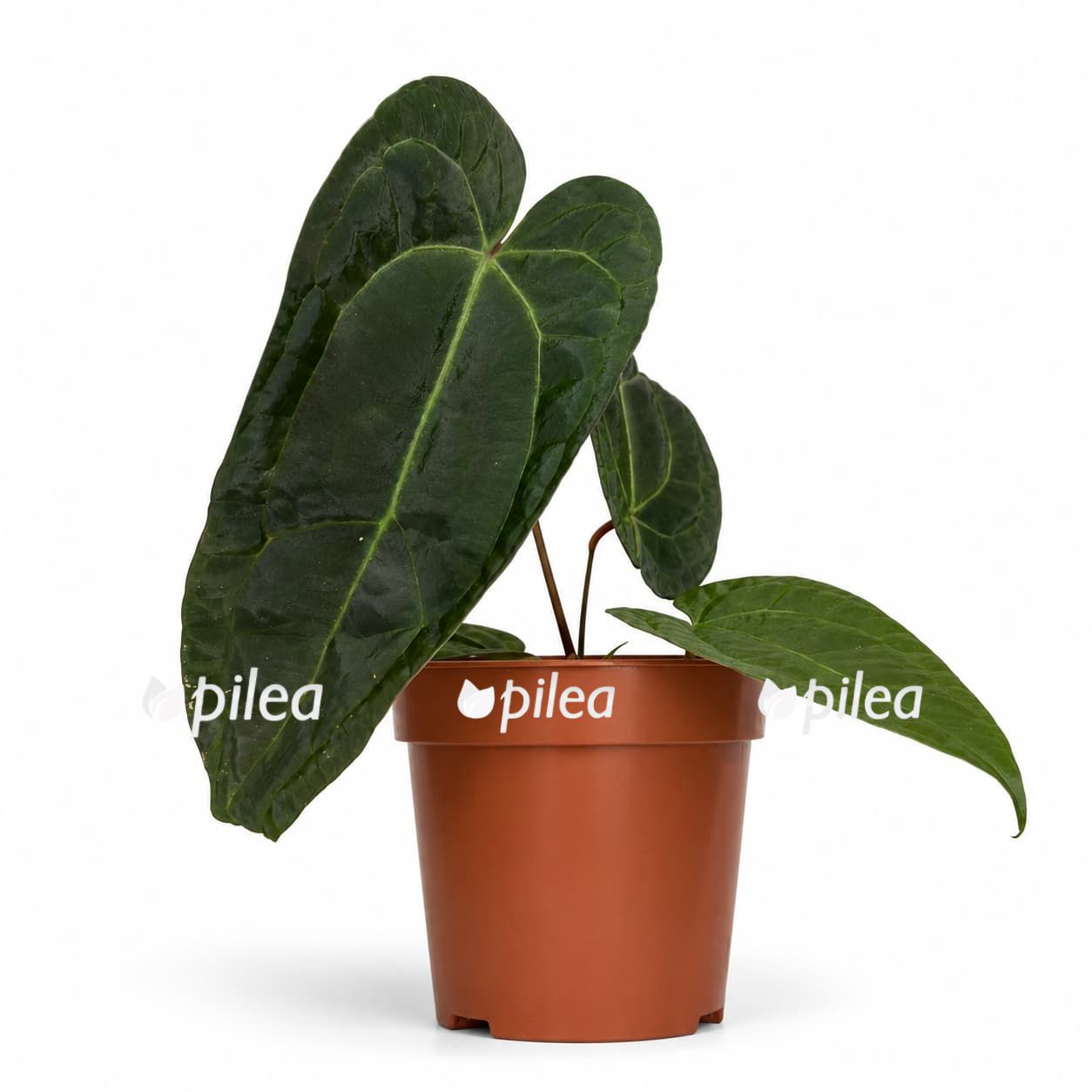anthurium-dark anthurium dark