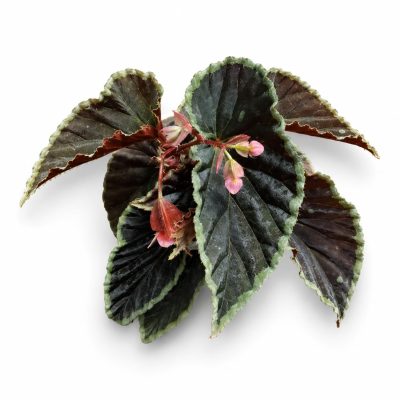 begonia darthvaderiana green spot
