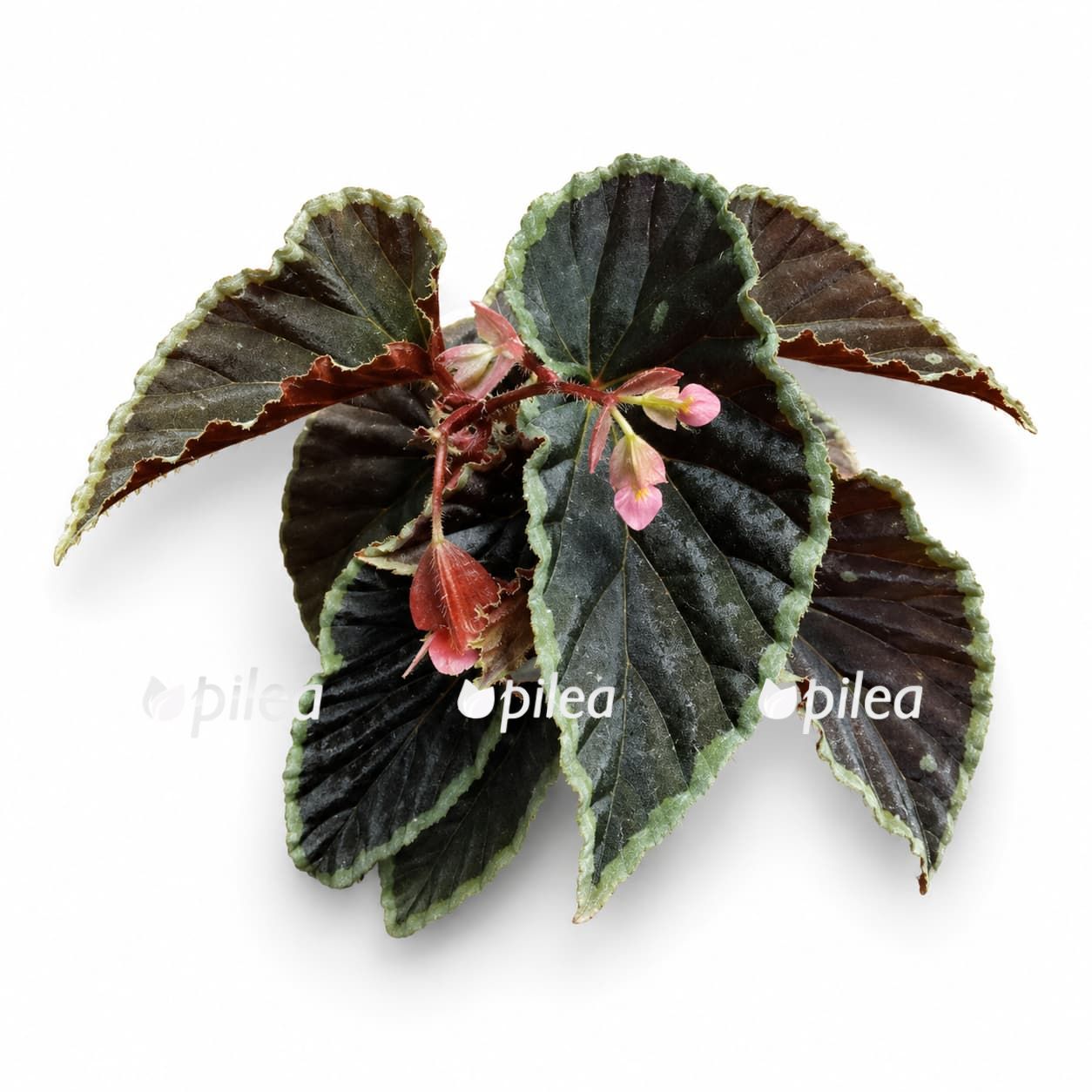 Begonia Darthvaderiana Green Spot begonia darthvaderiana green spot