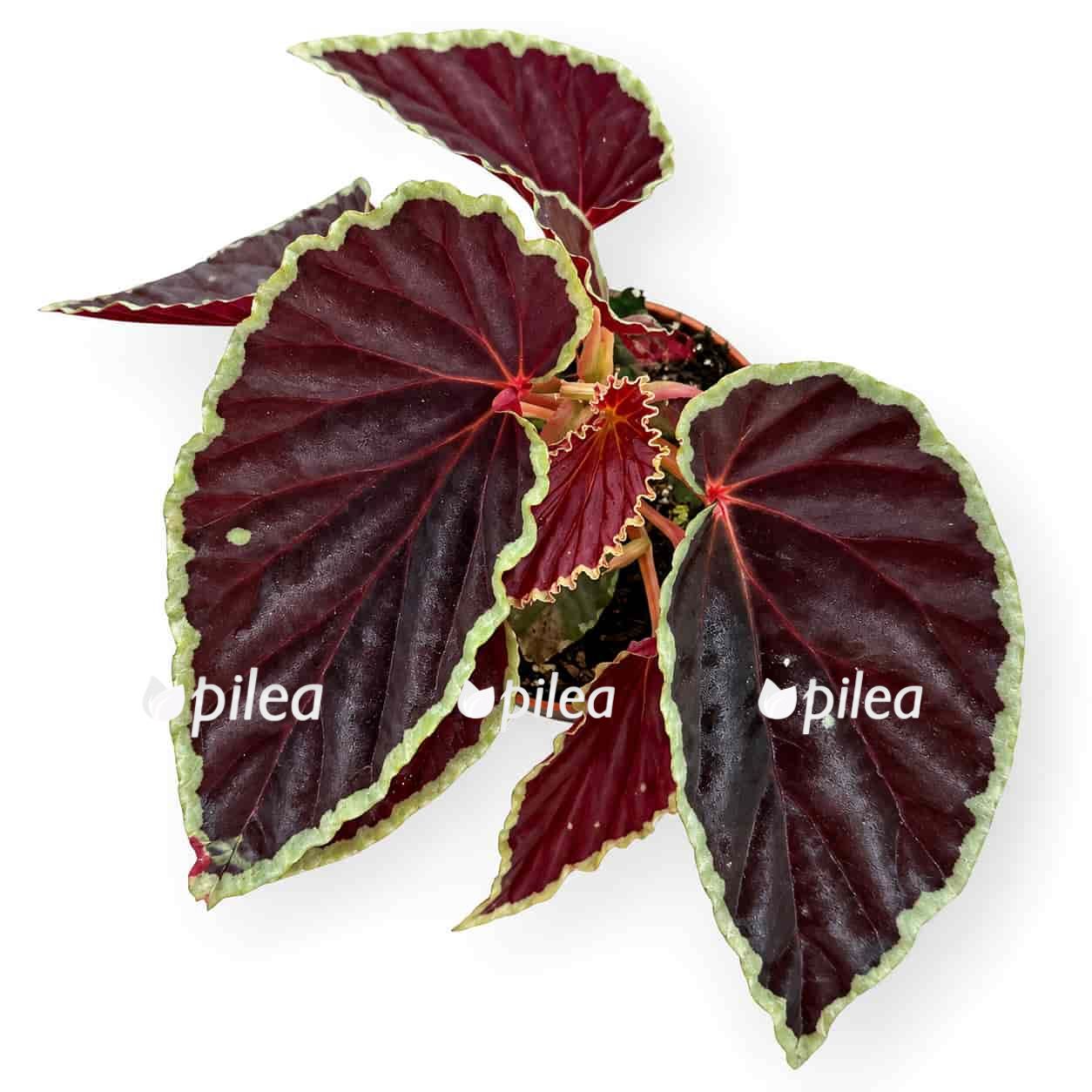 begonia darthvaderiana