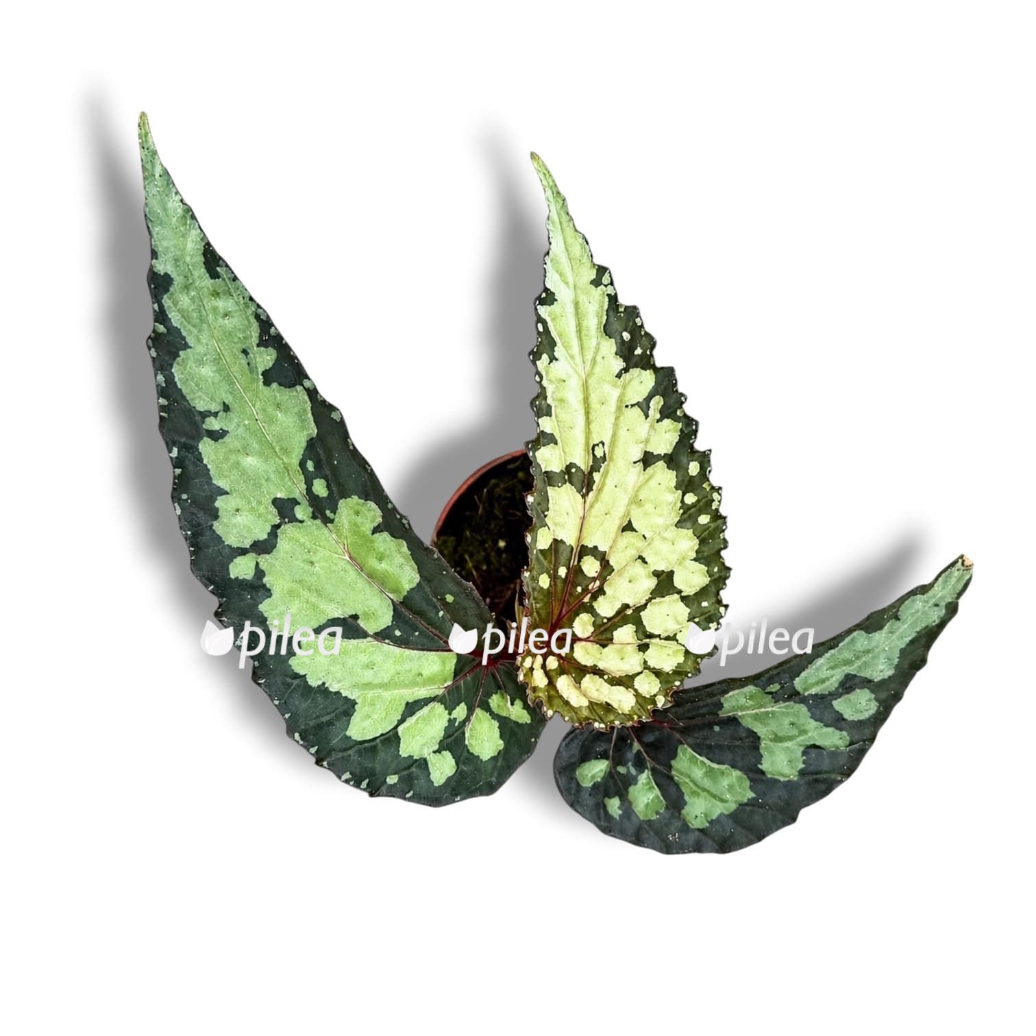 begonia-lucifer begonia lucifer
